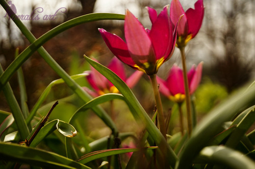 Persian Pearl Tulips VLI-13