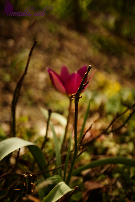 Persian Pearl Tulips VLI-14