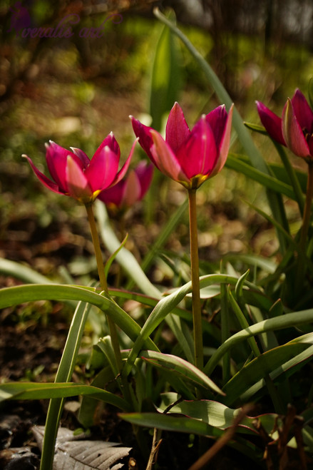 Persian Pearl Tulips VLI-17