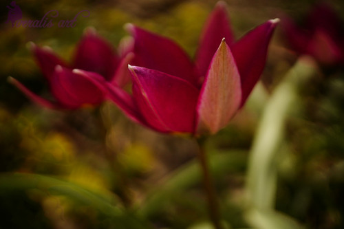 Persian Pearl Tulips VLI-20