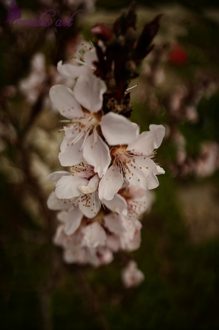Peach Blossoms VLI-21