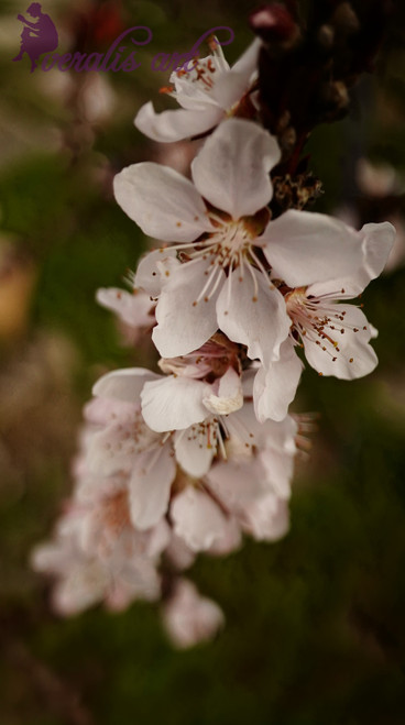 Peach Blossoms VLI-22