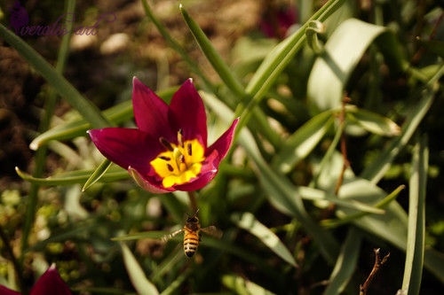 Persian Pearl Tulips and Bee VLI-25