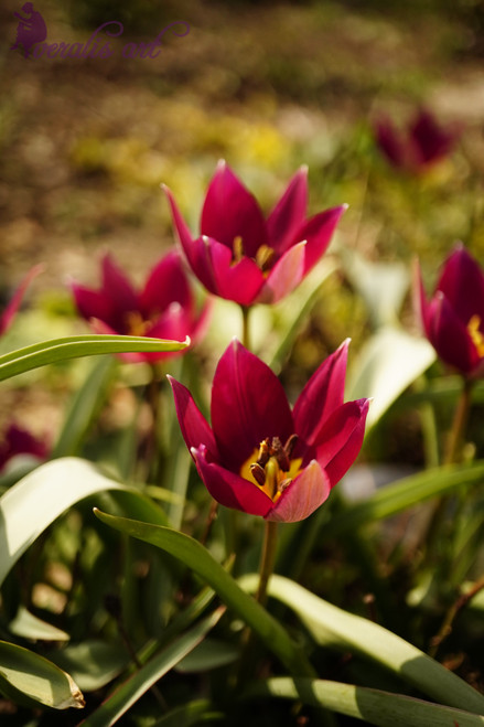Persian Pearl Tulips VLI-26
