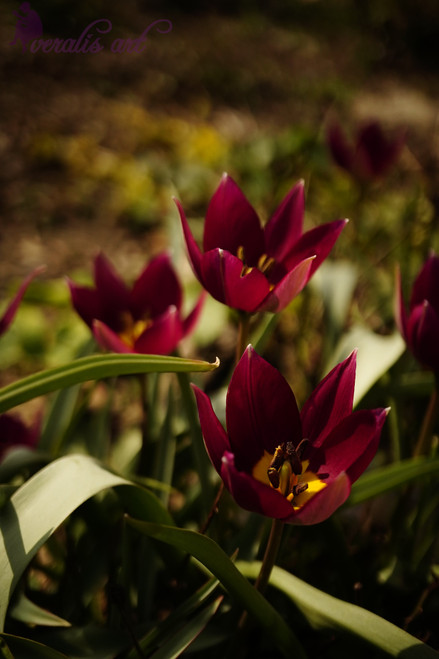 Persian Pearl Tulips VLI-27