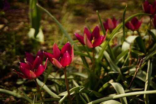 Persian Pearl Tulips VLI-28