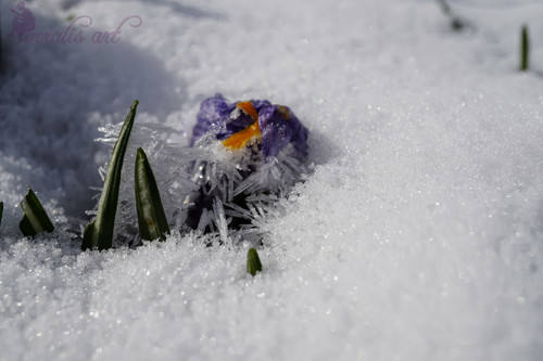 Crocuses under the Snow VLI-30