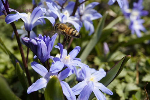 Chionodoxa Luciliae and Bee VLI-32