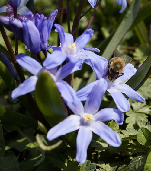 Copy of Chionodoxa Luciliae and Bee VLI-34
