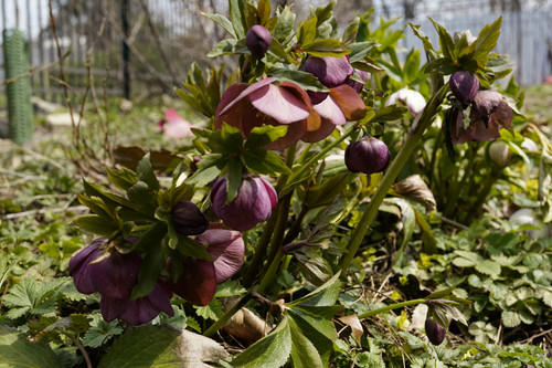 Lenten Rose VLI-35