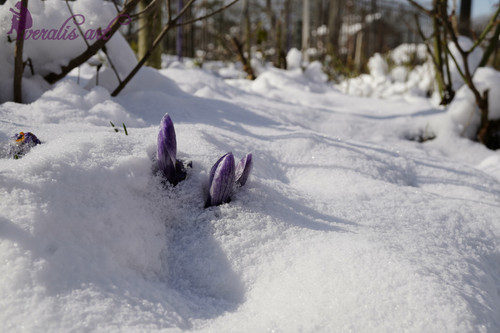 Crocuses under the Snow VLI-36