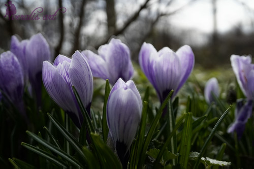 Crocuses VLI-37