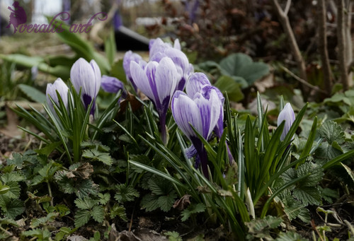 Crocuses VLI-38