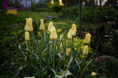 Photo Image Picture "Yellow Tulips" VLI-42