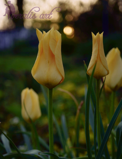 Photo Image Picture "Yellow Tulips" VLI-44