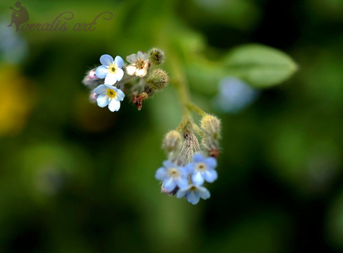 Photo Image Picture "Forget-Me-Not" VLI-54