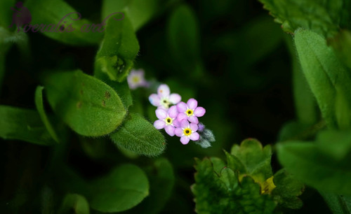 Photo Image Picture "Pink Forget-Me-Not" VLI-56