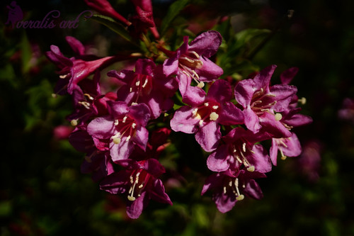 Photo Image Picture  "Sonic Bloom Pink Weigela" VLI-63