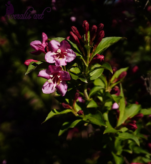 Photo Image Picture  "Sonic Bloom Pink Weigela" VLI-64