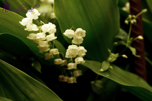 Photo Image Picture  "Lily of the Valley" VLI-71