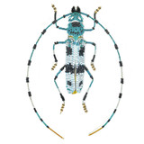 Alpine Longhorn Beetle Brooch PinLarge Embroidered and Beaded Alpine Longhorn Beetle Brooch, Handmade by Trovelore of India Alpine Longhorn Beetle Brooch PinLarge Embroidered and Beaded Alpine Longhorn Beetle Brooch, Handmade by Trovelore of India