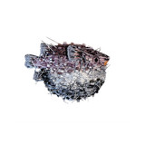 Embroidered and Beaded Puffer Fish Brooch, Handmade by Trovelore of India