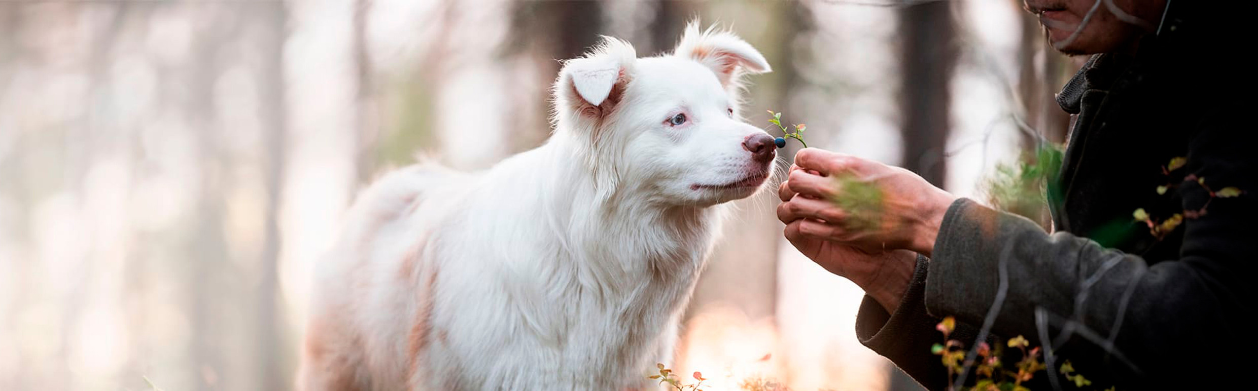 Hunde Hunde