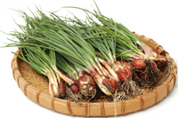 Organic Spring Shallots - bunch