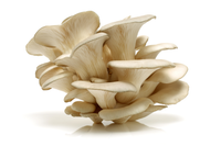 Local Black Pearl Mushrooms - 8 oz