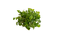 Local Arugula Microgreens - 2 oz