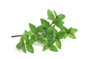Organic Spearmint - bunch