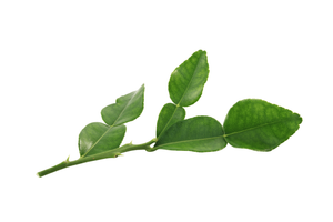 Organic Makrut Lime Leaves - bunch
