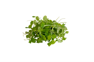 Local Wasabi Microgreens - 2 oz