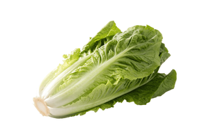 Organic Romaine Lettuce - each