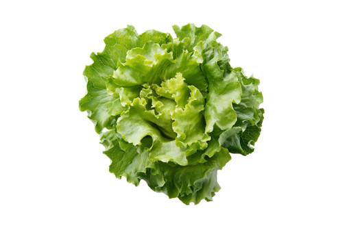 Buttercrunch Lettuce