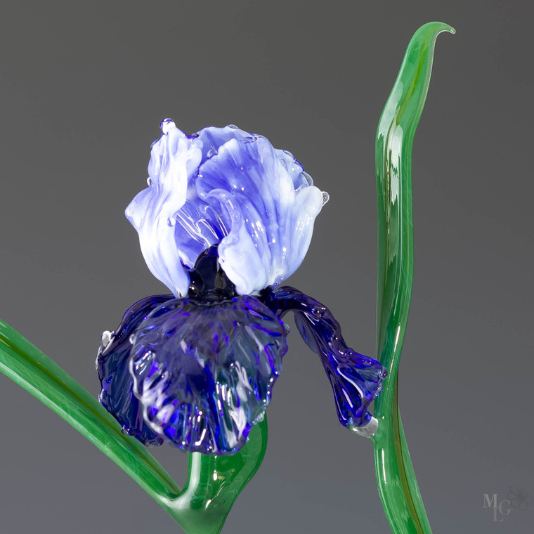 Bold transparent and opaque blue glass iris flower sculpture standing tall amongst its strong deep green leaves. She is elegant, fanciful and a great representation of her kind
