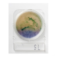 Compact Dry SL Salmonella Plates, 100-pk