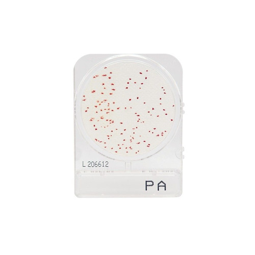 Compact Dry Pseudomonas Aeruginosa (PA), 100-pk