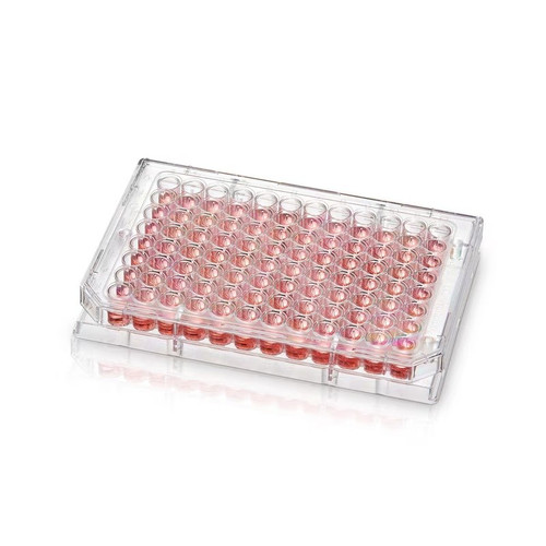 96 Well Conical (V) Bottom Plate, Non-Treated Surface,  50-pk