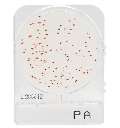 CompactDry™ Pseudomonas Aeruginosa (PA), 100-pk - Ibis Scientific, LLC