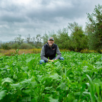 Expansive TRIFECTA food plot in full maturity, showcasing the no-till seed blend’s success in attracting and holding deer throughout the season.