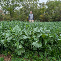 Close-up of lush brassicas in a mature TRIFECTA field, delivering high nutrition and late-season deer forage.