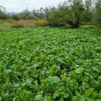 Wide shot of a thriving TRIFECTA food plot blending winter wheat, oats, and brassicas, ideal for sustaining deer through hunting season.
