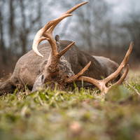 Mature whitetail buck harvested in a Simply Scatter food plot—captured in a lush, remote field planted with Magnet Outdoors’ no-till seed blend designed to attract deer and support successful hunts in tough terrain.