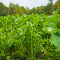 Close-up view of a lush, thriving field planted with Magnet Outdoors Simply Scatter seed blend—featuring dense green growth designed to attract whitetail deer in low-light, hard-to-reach areas. Ideal for no-till, remote food plots.