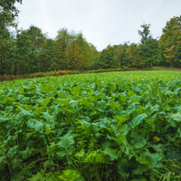 A growing Simply Scatter food plot showing early growth in a remote field. Ideal for no-till planting, this seed blend thrives with minimal prep and draws in whitetail deer during early season scouting.