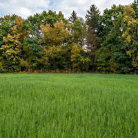 Established Sidekick deer food plot providing attractive forage and nutrition during the hunting season