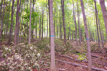 Timber-Cover & Whitetail Habitat Extravaganza 