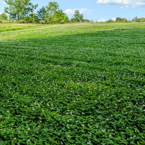 Vibrant Founder's North food plot in peak maturity, showcasing its ability to out-compete weeds and provide lasting forage in northern regions.