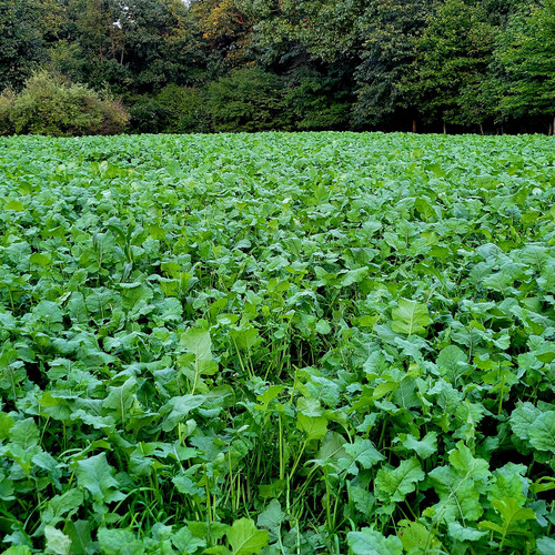 Healthy, mature TRIFECTA field demonstrating rapid establishment and dense ground cover to attract whitetail deer.